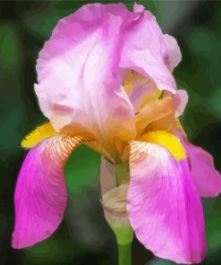 Beautiful Pink Iris Paint By Numbers