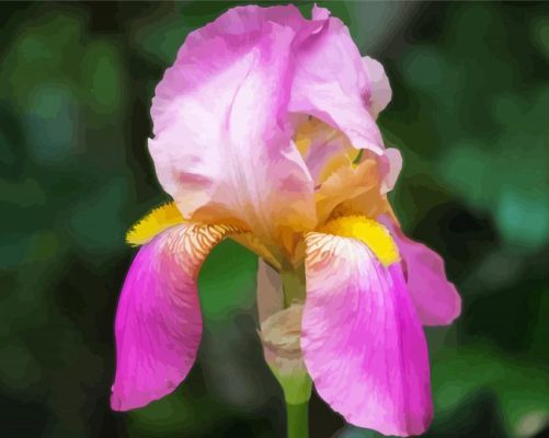 Beautiful Pink Iris Paint By Numbers