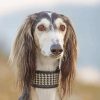 Beautiful Saluki Dog Paint By Numbers