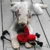 Bedlington Terrier Paint By Numbers