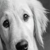 Black And White Golden Retriever Paint By Numbers