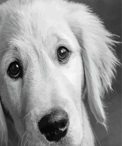 Black And White Golden Retriever Paint By Numbers