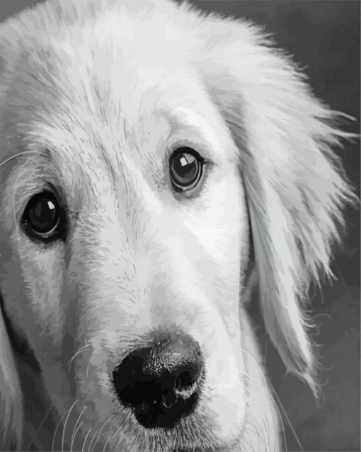 Black And White Golden Retriever Paint By Numbers