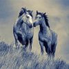 Black And White Couple Horses Paint By Number