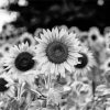 Black And White Sunflowers Paint By Numbers