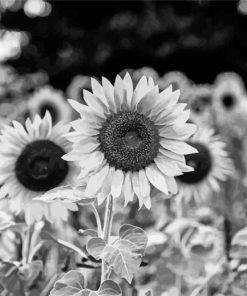 Black And White Sunflowers Paint By Numbers