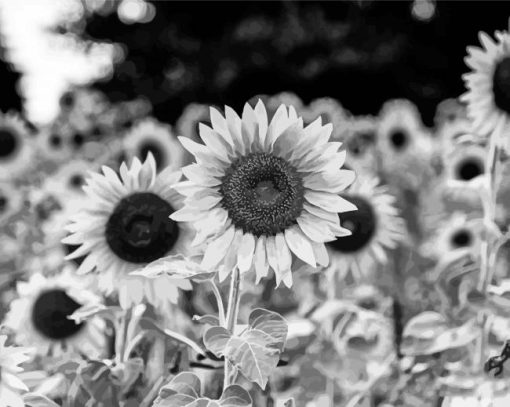 Black And White Sunflowers Paint By Numbers