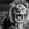 Black And White Roaring Lion Paint By Numbers