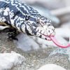 Black And White Tegu Paint By Numbers