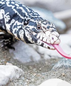 Black And White Tegu Paint By Numbers