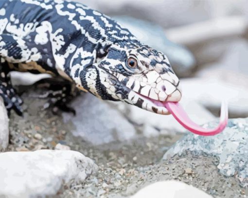 Black And White Tegu Paint By Numbers