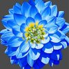 Blue Dahlia Art Paint By Numbers