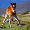 Brown Horse Foal Paint By Numbers