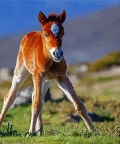 Brown Horse Foal Paint By Numbers