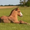 Brown Baby Horse Paint By Numbers