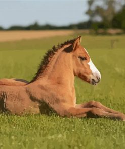 Brown Baby Horse Paint By Numbers