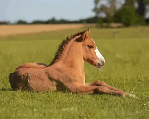 Brown Baby Horse Paint By Numbers