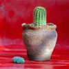 Cactus Houseplant Paint By Numbers