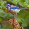 California Scrub Jay Paint By Numbers