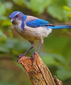 California Scrub Jay Paint By Numbers