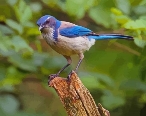 California Scrub Jay Paint By Numbers