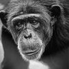 Chimp Black And White Paint By Numbers