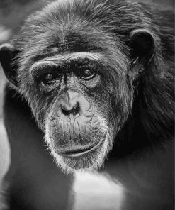 Chimp Black And White Paint By Numbers