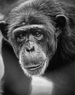 Chimp Black And White Paint By Numbers