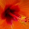 Close Up Orange Hibiscus Paint By Numbers