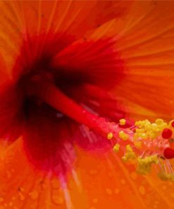 Close Up Orange Hibiscus Paint By Numbers