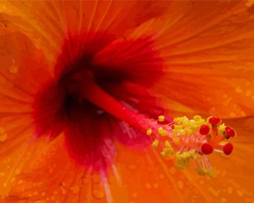 Close Up Orange Hibiscus Paint By Numbers