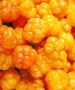 Cloudberries Fruits Paint By Numbers