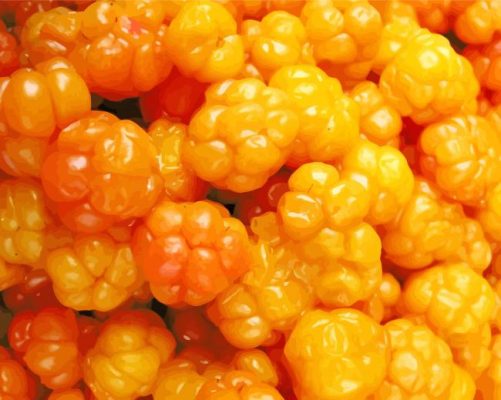 Cloudberries Fruits Paint By Numbers