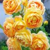 Cool Golden Celebration Flowers Paint By Numbers