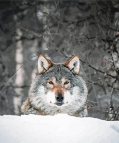 Cool Wolf In Snow Paint By Numbers