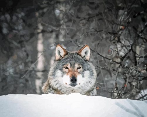 Cool Wolf In Snow Paint By Numbers