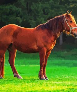 Cute Brown Mare Horse Paint By Numbers