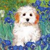 Cute Maltipoo Paint By Numbers