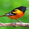 Cute Orioles Bird Paint By Numbers