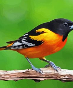 Cute Orioles Bird Paint By Numbers