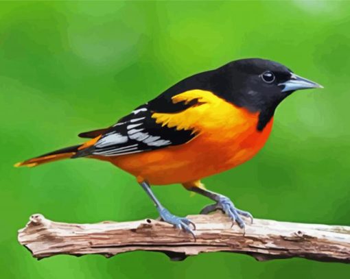 Cute Orioles Bird Paint By Numbers