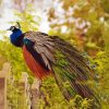 Cute Peacock On A Fence Paint By Numbers