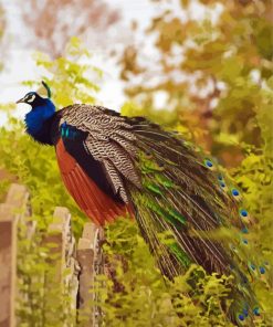 Cute Peacock On A Fence Paint By Numbers