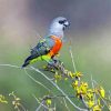 Cute Red Bellied Parrot Bird Paint By Numbers