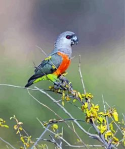 Cute Red Bellied Parrot Bird Paint By Numbers