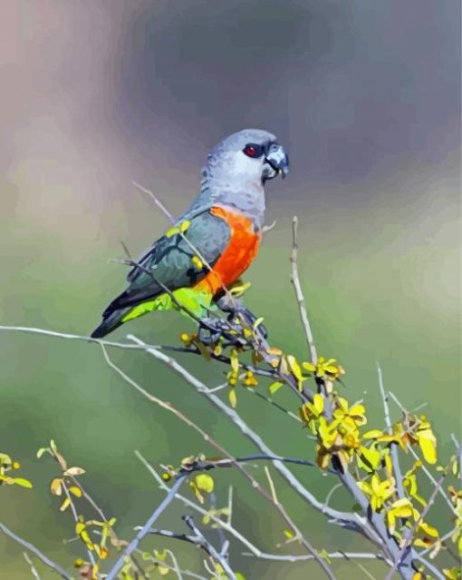 Cute Red Bellied Parrot Bird Paint By Numbers