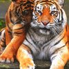 Cute Tiger Couple Paint By Number