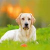 Cute White Labrador Paint By Numbers