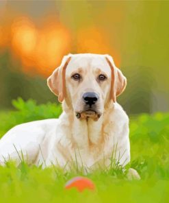 Cute White Labrador Paint By Numbers