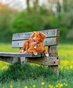 Cute Brown Dog On Bench Paint By Numbers